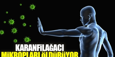 karanfilagaci-mikroplari-olduruyor-M78qlCnl.jpg
