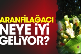 karanfilagaci-neye-yeterli-geliyor-Zhqi5mD9.jpg