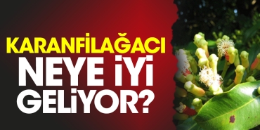 karanfilagaci-neye-yeterli-geliyor-Zhqi5mD9.jpg