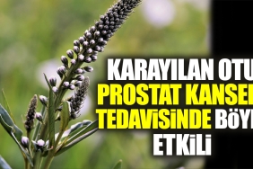 karayilan-otu-prostat-kanseri-tedavisinde-bu-turlu-tesirli-1lLkhTD8.jpg