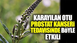 karayilan-otu-prostat-kanseri-tedavisinde-bu-turlu-tesirli-1lLkhTD8.jpg