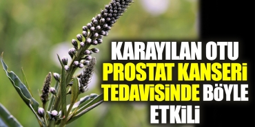 karayilan-otu-prostat-kanseri-tedavisinde-bu-turlu-tesirli-1lLkhTD8.jpg