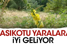 kasikotu-yaralara-duzgun-geliyor-TVTG3zr9.jpg