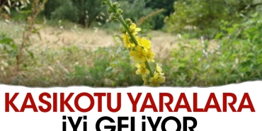 kasikotu-yaralara-duzgun-geliyor-TVTG3zr9.jpg