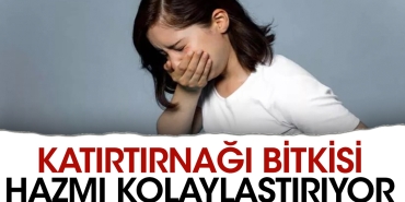 katirtirnagi-bitkisi-hazmi-kolaylastiriyor-heeEJlbd.jpg