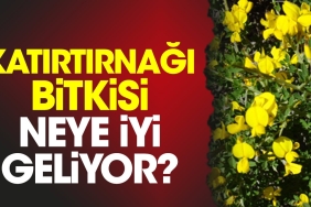 katirtirnagi-bitkisi-neye-uygun-geliyor-rAtNg76S.jpg