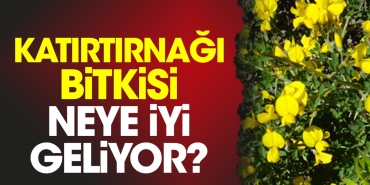 katirtirnagi-bitkisi-neye-uygun-geliyor-rAtNg76S.jpg