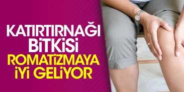 katirtirnagi-bitkisi-romatizmaya-l-geliyor-WlZHza48.jpg