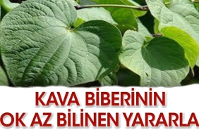 kava-biberi-nedir-faydalari-nelerdir-gqZe1FZC.jpg