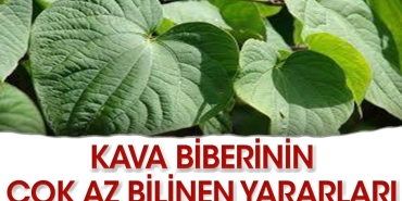 kava-biberi-nedir-faydalari-nelerdir-gqZe1FZC.jpg