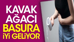 kavak-agaci-basura-uygun-geliyor-cfe5tz2x.jpg