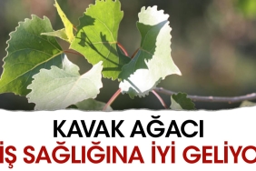 kavak-agaci-dis-sihhatine-duzgun-geliyor-3vwfLCnC.jpg