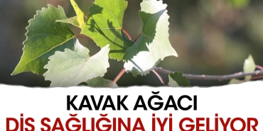 kavak-agaci-dis-sihhatine-duzgun-geliyor-3vwfLCnC.jpg