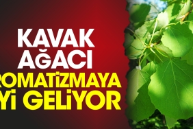 kavak-agaci-romatizmaya-l-geliyor-FwxYhFHc.jpg
