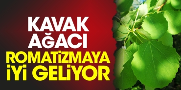 kavak-agaci-romatizmaya-l-geliyor-FwxYhFHc.jpg