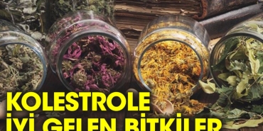 kolesterol-icin-sifali-bitkiler-X8ntSZQU.jpg