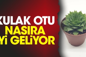 kulak-otu-nasira-l-geliyor-txtzw6E7.jpg