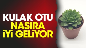 kulak-otu-nasira-l-geliyor-txtzw6E7.jpg