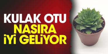 kulak-otu-nasira-l-geliyor-txtzw6E7.jpg