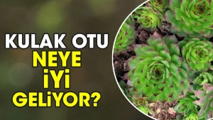 kulak-otu-neye-guzel-geliyor-CKE2sXFU.jpg