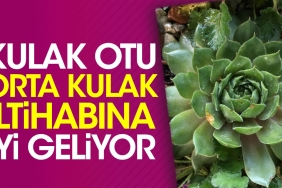 kulak-otu-orta-kulak-iltihabina-yeterli-geliyor-vehcf3RP.jpg