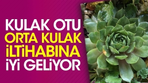 kulak-otu-orta-kulak-iltihabina-yeterli-geliyor-vehcf3RP.jpg