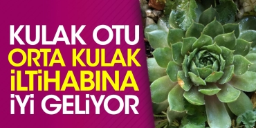 kulak-otu-orta-kulak-iltihabina-yeterli-geliyor-vehcf3RP.jpg
