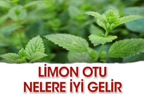 limon-otu-nelere-guzel-gelir-KCkjeSp4.jpg