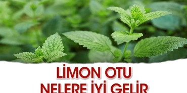 limon-otu-nelere-guzel-gelir-KCkjeSp4.jpg