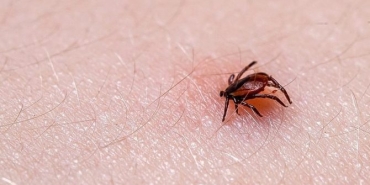lyme-hastaligi-icin-hangi-bolumedoktora-gidilir-U2EtuBXC.jpg