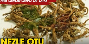 nezle-otu-bitkisinin-faydalari-nelerdir-cHJmBWj1.jpg