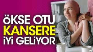 okse-otu-kansere-uygun-geliyor-StsI14Pk.jpg