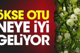 okse-otu-neye-l-geliyor-JkwO7shV.jpg