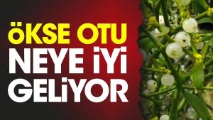 okse-otu-neye-l-geliyor-JkwO7shV.jpg