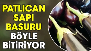 patlican-sapi-basuru-bu-turlu-bitiriyor-9nPKU9ha.jpg
