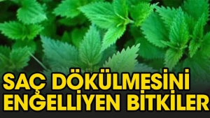 sac-dokulmesini-onleyen-bitkiler-fMvNJW58.jpg