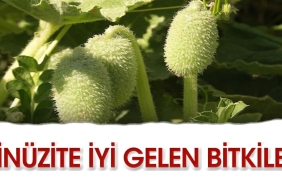 sinuzite-uygun-gelen-bitkiler-qvjZuf17.jpg