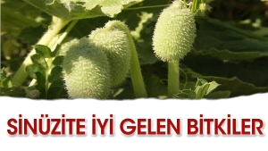 sinuzite-uygun-gelen-bitkiler-qvjZuf17.jpg