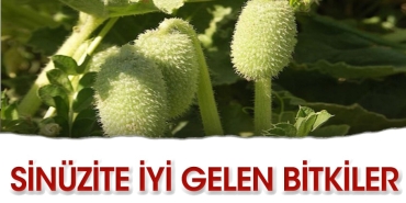 sinuzite-uygun-gelen-bitkiler-qvjZuf17.jpg