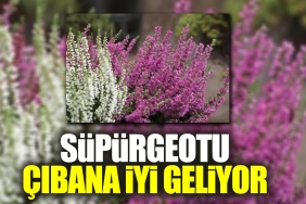 supurgeotu-cibana-uygun-geliyor-V3nuwkAU.jpg