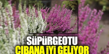 supurgeotu-cibana-uygun-geliyor-V3nuwkAU.jpg