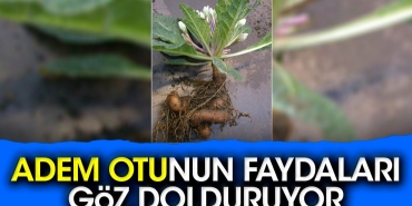 adem-otunun-yararlari-goz-dolduruyor-BY5sGWYa.jpg