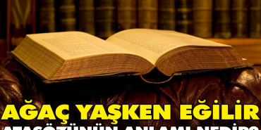 agac-yasken-egilir-atasozunun-manasi-nedir-lxv3Qhyf.jpg