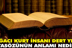 agaci-kurt-insani-kaygi-yer-atasozunun-manasi-nedir-73xX9kUd.jpg
