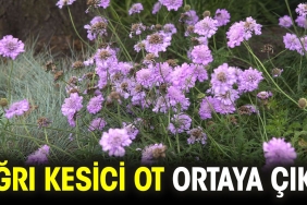 agri-kesici-ot-ortaya-cikti-qiWFz7cC.jpg