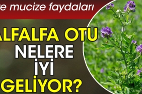 alfalfa-otu-nelere-yeterli-geliyor-iste-mucize-yararlari-9lfiVHhT.jpg