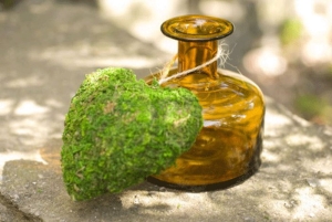 algae-oilalg-yagi-yosun-yagi-nedir-bOR1krYM.jpg