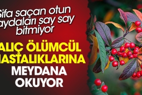alic-olumcul-hastaliklarina-meydan-okuyor-sifa-sacan-otun-yararlari-say-say-bitmiyor-1ALrKgkP.jpg