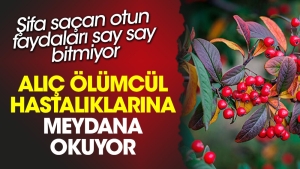alic-olumcul-hastaliklarina-meydan-okuyor-sifa-sacan-otun-yararlari-say-say-bitmiyor-1ALrKgkP.jpg