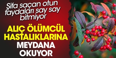 alic-olumcul-hastaliklarina-meydan-okuyor-sifa-sacan-otun-yararlari-say-say-bitmiyor-1ALrKgkP.jpg